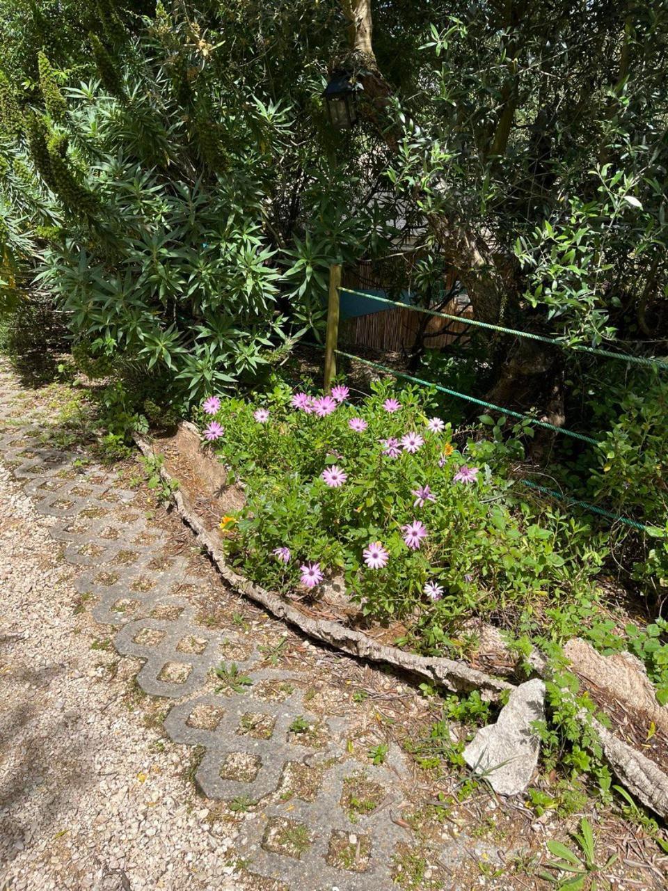 Alvorninha Quinta Laranja - Turismo Rural - מראה חיצוני תמונה