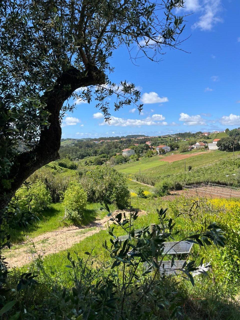 Alvorninha Quinta Laranja - Turismo Rural - מראה חיצוני תמונה